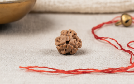Natural 3 Mukhi Rudraksha (Nepali)